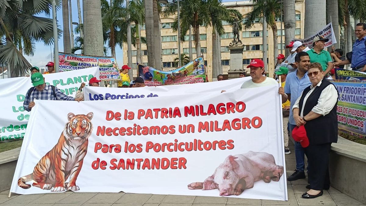 750 familias afectadas por la crisis porcina en Santander: Gobernación responde al reclamo de los productores