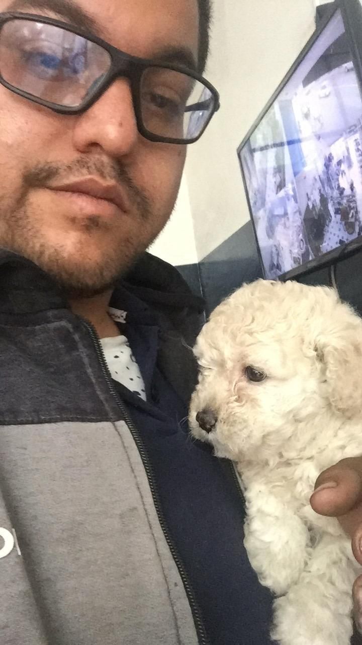 Molly cachorra