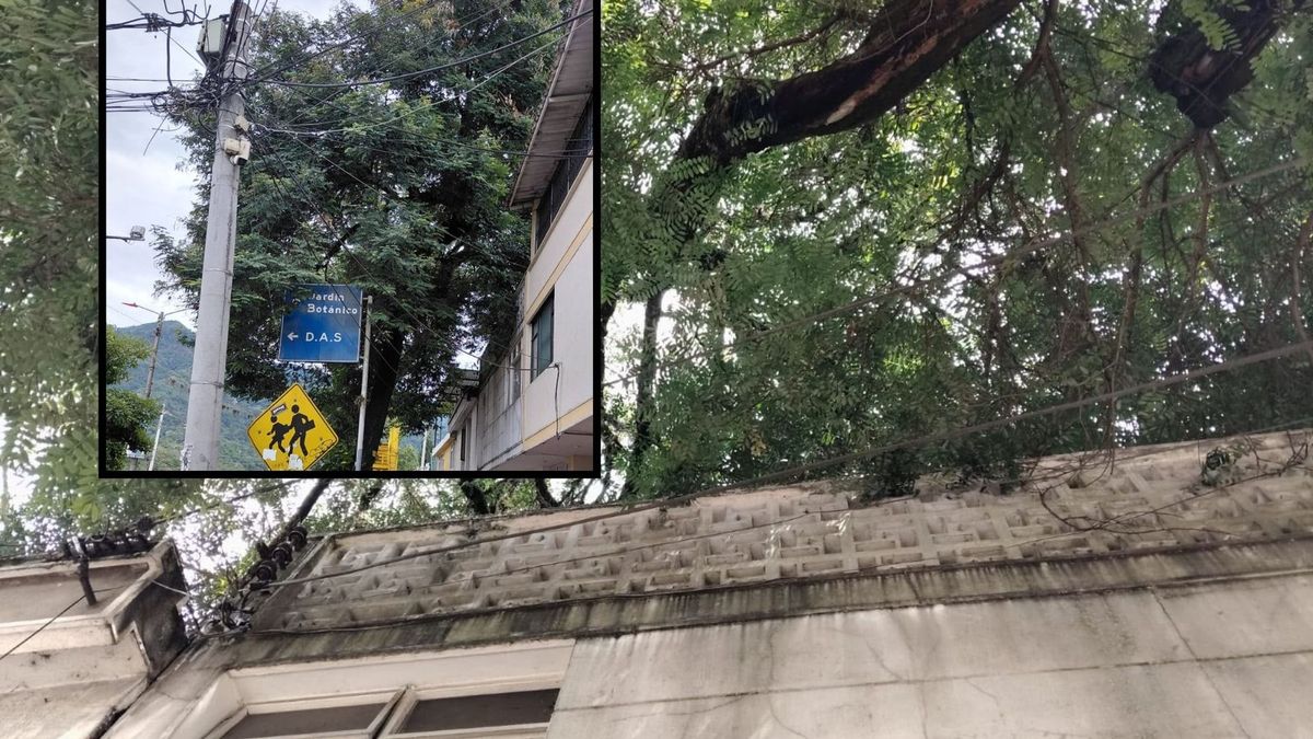 Árbol sobre una vivienda en el barrio Interlaken de Ibagué